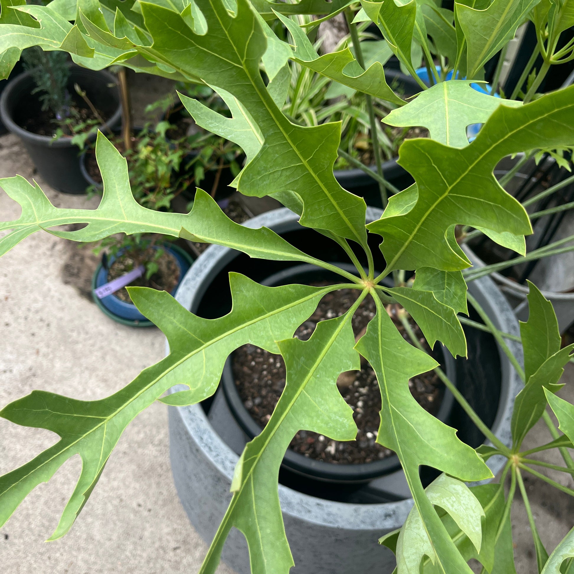 Close-up of a potted plant with large green leaves on a concrete surface.