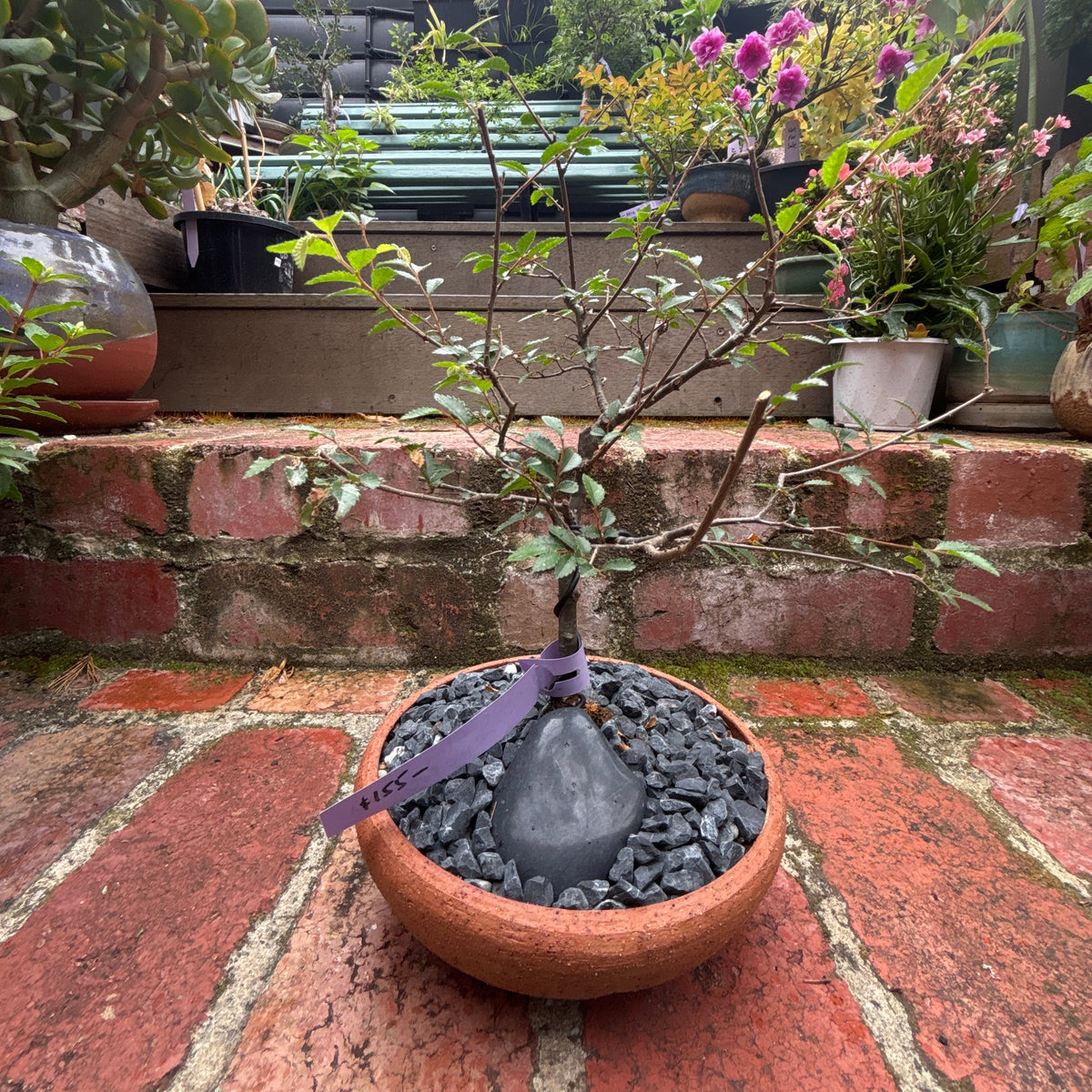 Bonsai - Chinese Elm in TONiC Ceramics planter est. 2021