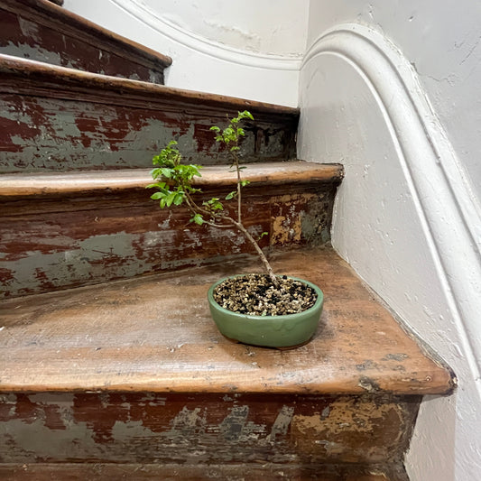 Small potted plant on a oldstyle staircase.