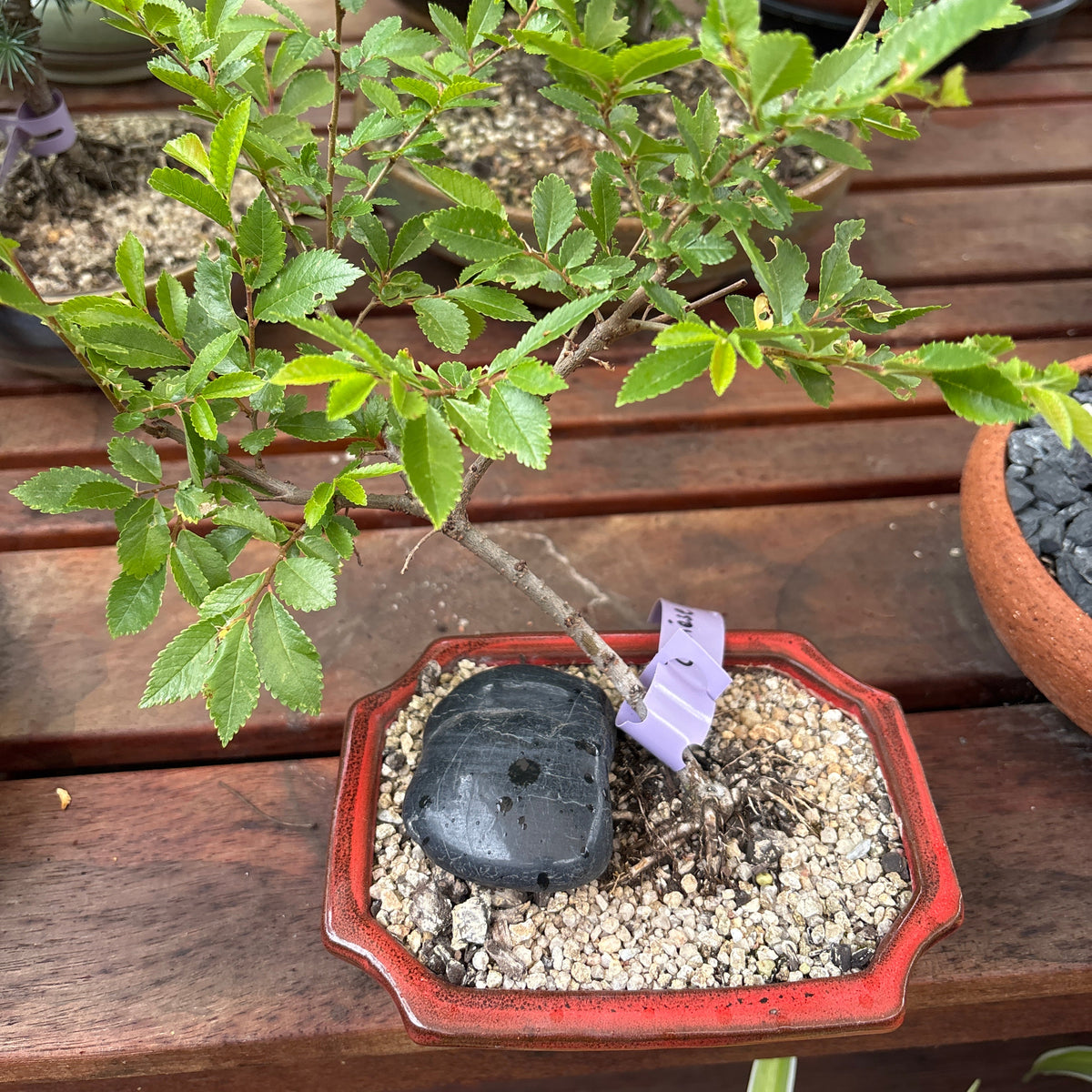 Bonsai - Chinese Elm