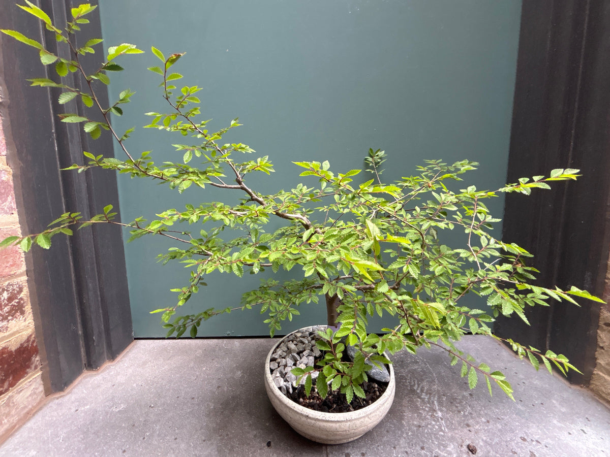 Bonsai - Chinese Elm in TONiC Ceramics planter est. 2016