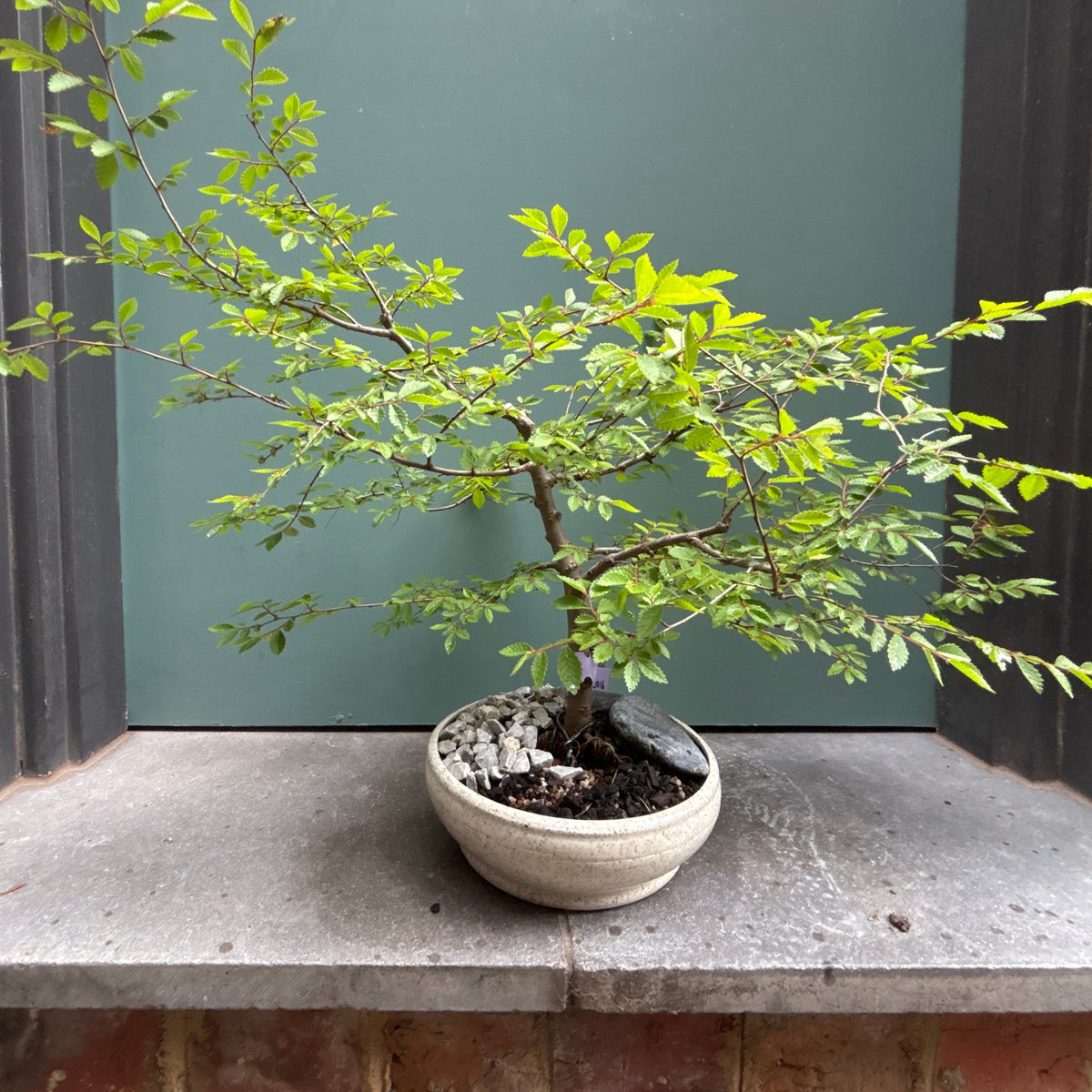 Bonsai - Chinese Elm in TONiC Ceramics planter est. 2016