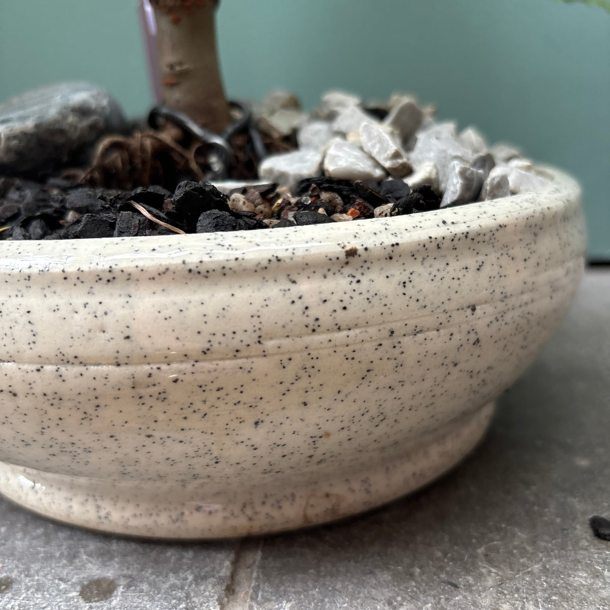 Bonsai - Chinese Elm in TONiC Ceramics planter est. 2016
