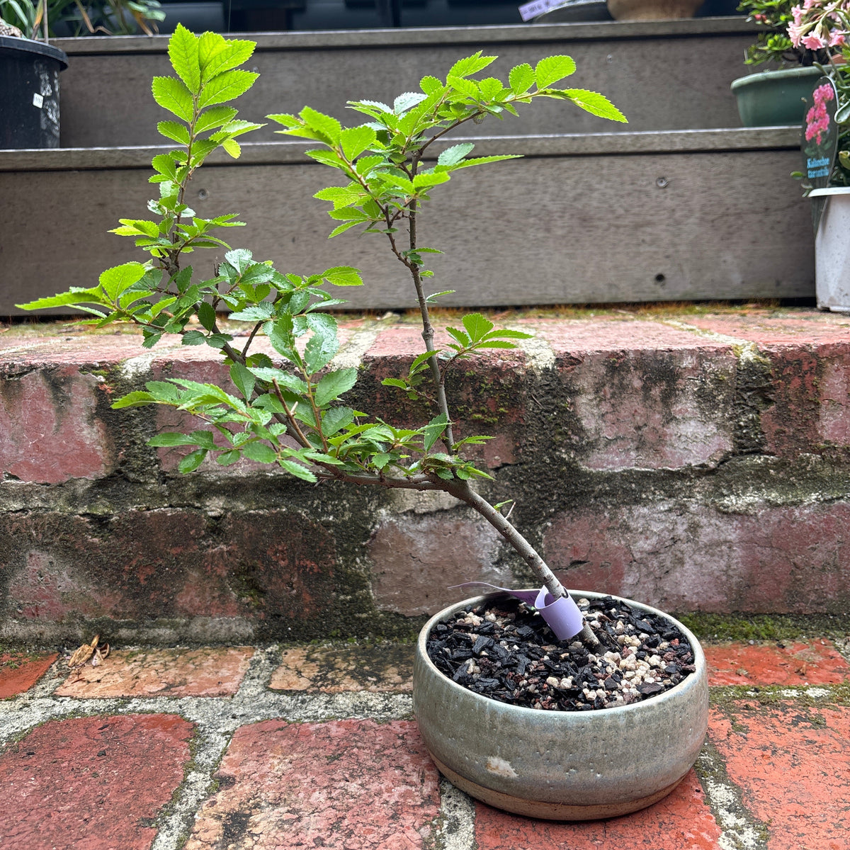 Bonsai - Chinese Elm in TONiC Ceramics planter est. 2022