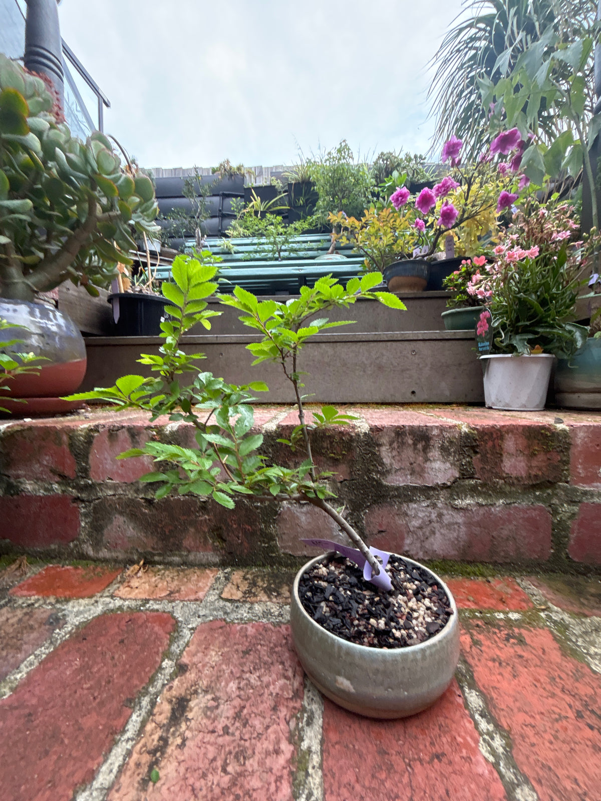 Bonsai - Chinese Elm in TONiC Ceramics planter est. 2022