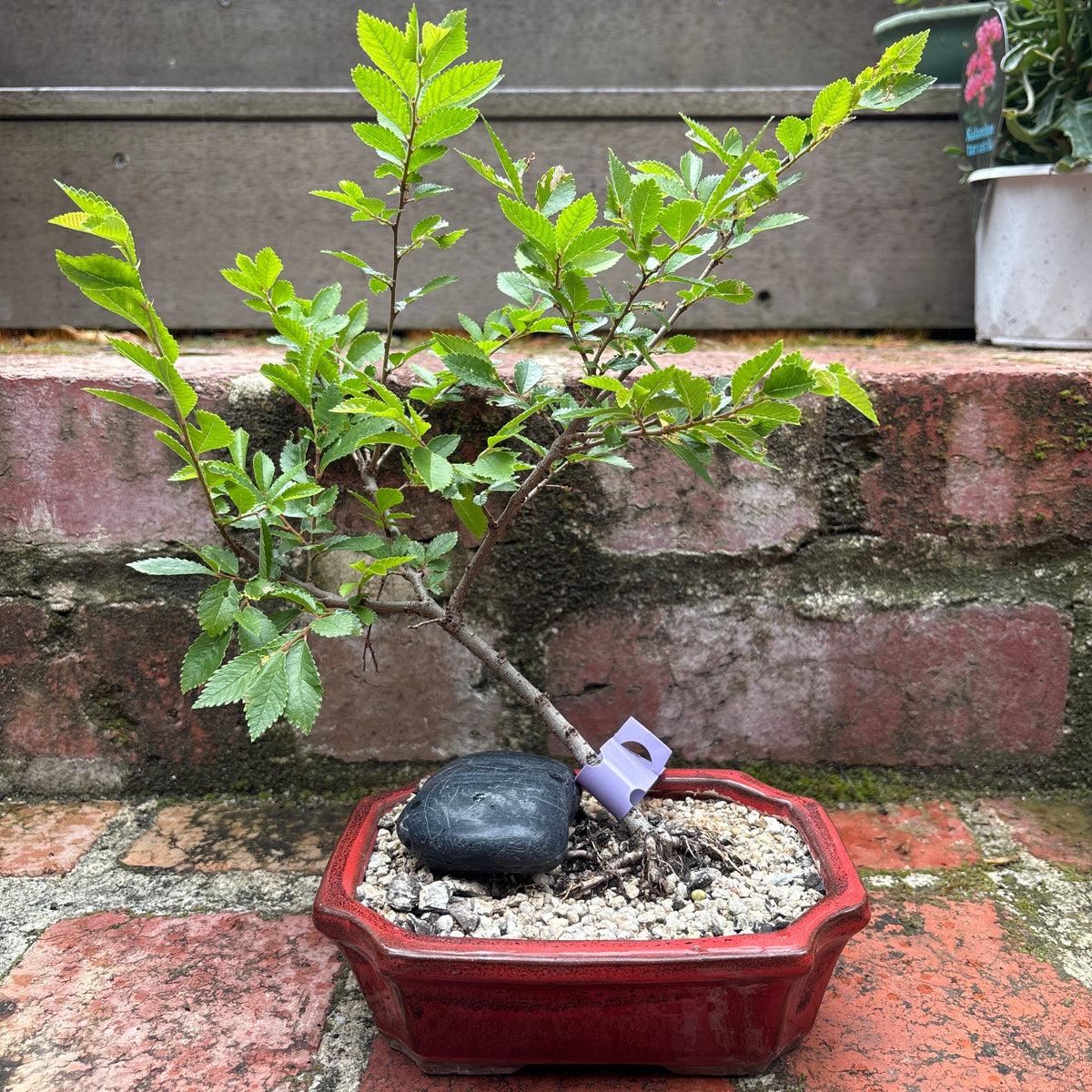Bonsai - Chinese Elm
