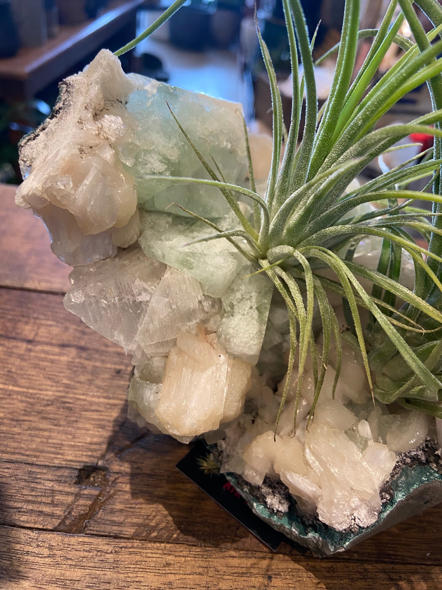 Tillandsias air plants on fluorite and calcite