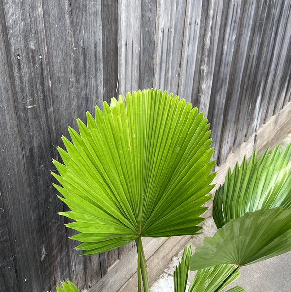 Licuala ‘elegans’ (Elegant Fan Palm)