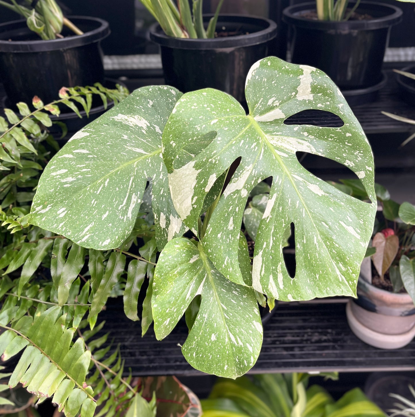 Monstera Thai Constellation