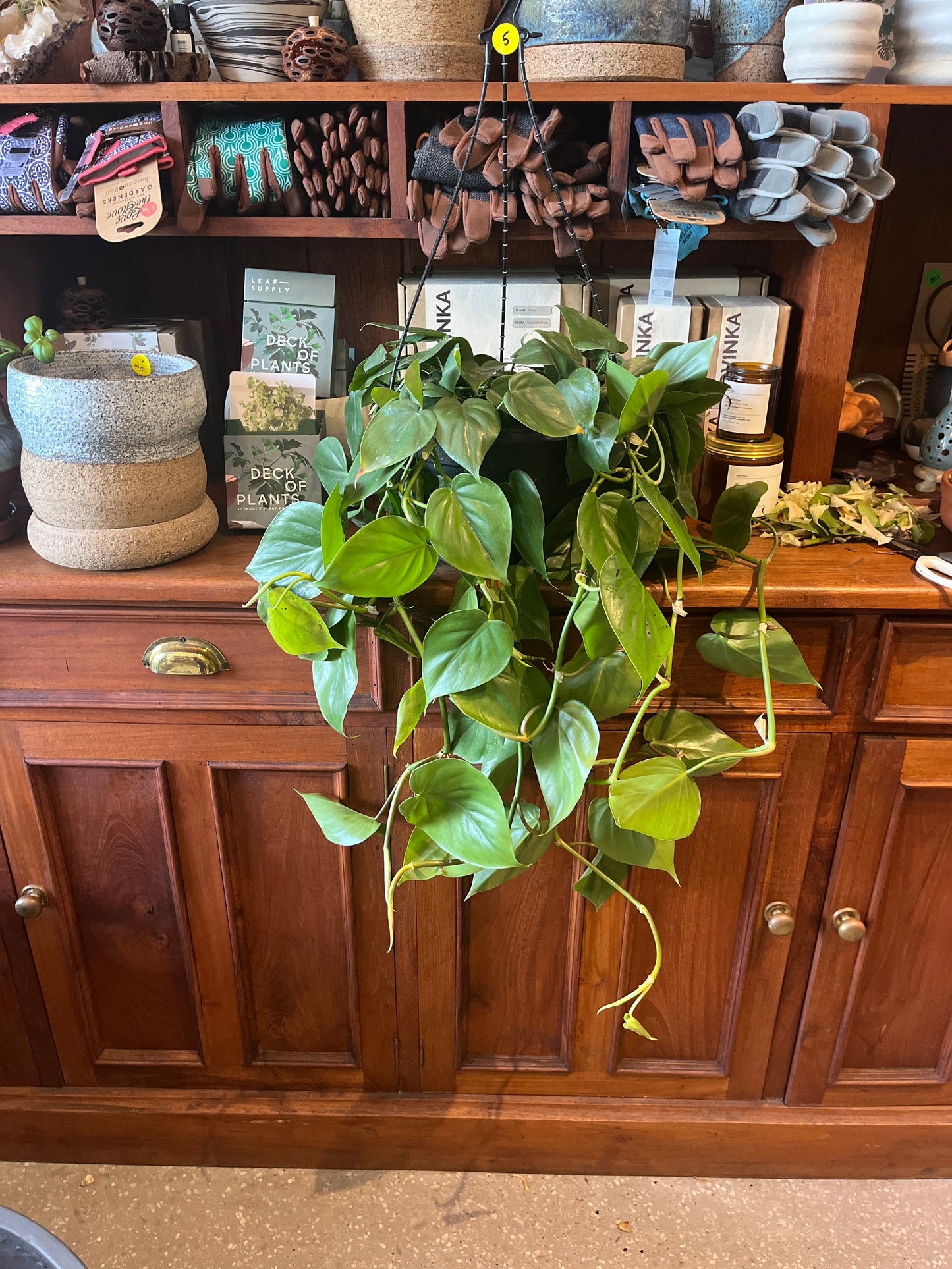 Philodendron cordatum (Heart Leaf Philodendron)