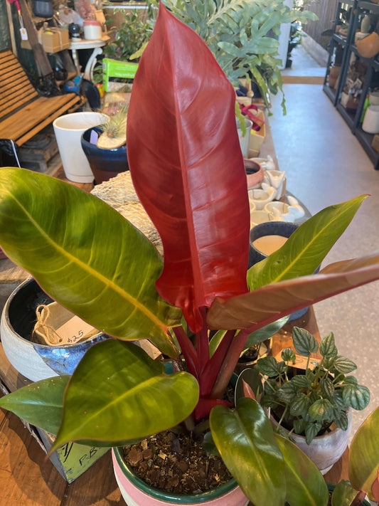 Philodendron Sun Red