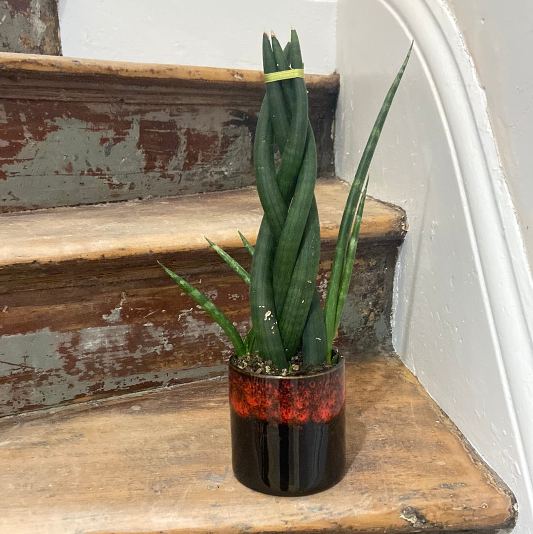 Sansevieria Cylindrica in ceramic pot