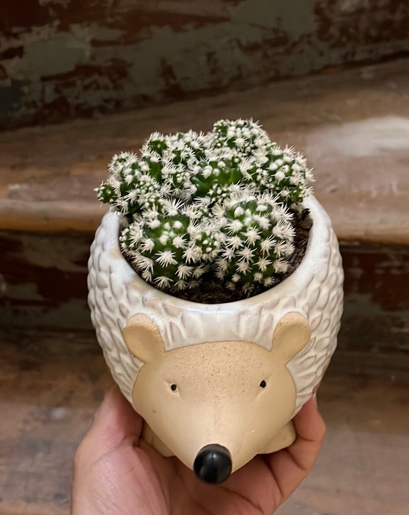 Plant + Pot Combo - Snowcaps in Echidna