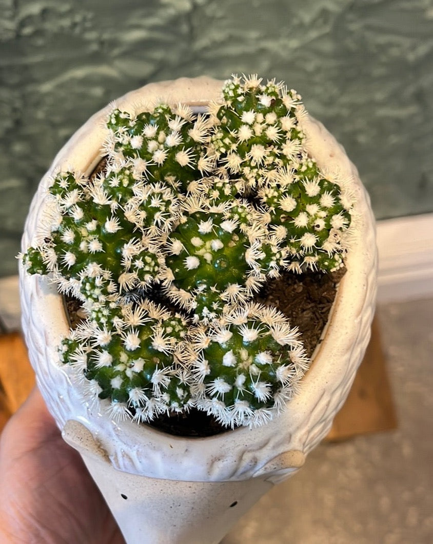 Plant + Pot Combo - Snowcaps in Echidna