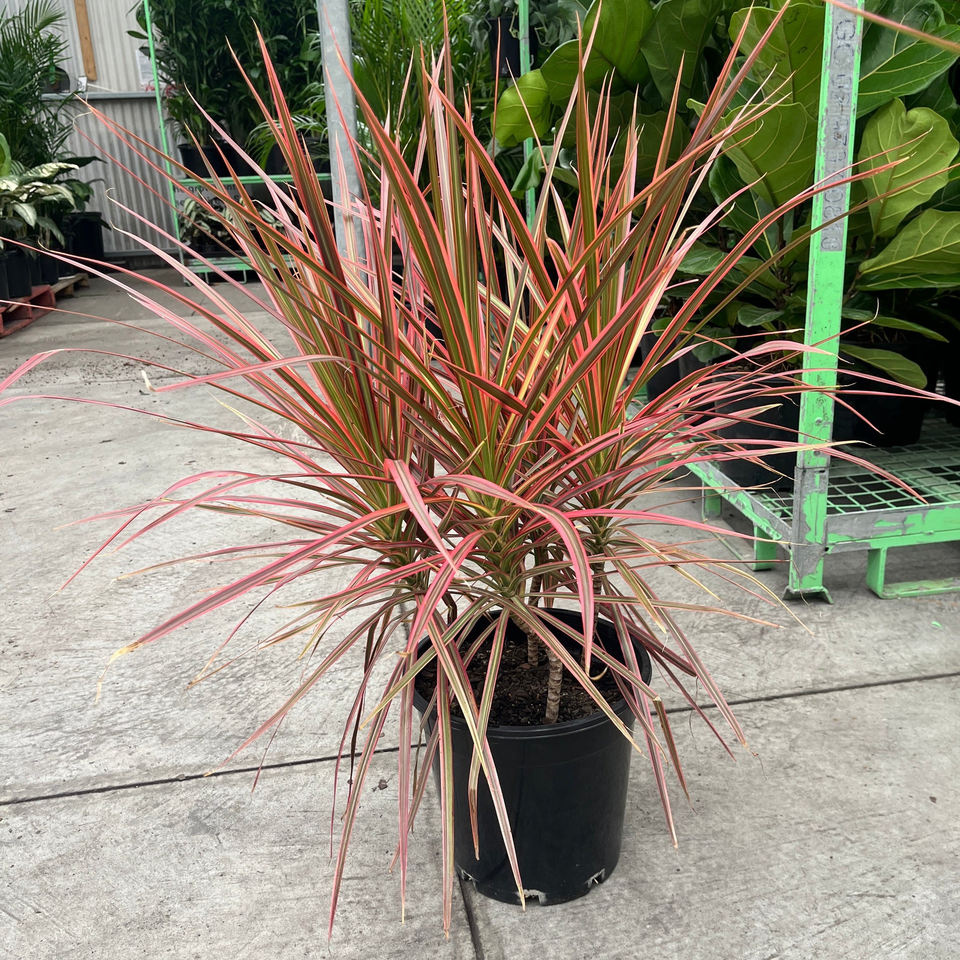 Potted plant with red and green leaves on a concrete surface