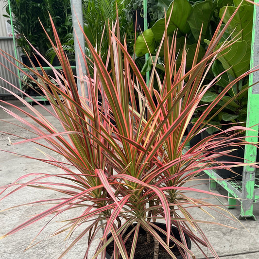 Potted plant with red and green leaves on a concrete surface