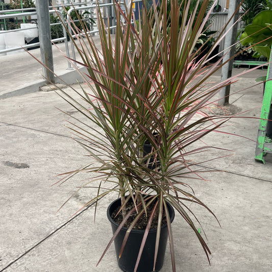 Red-Edge Dracaena (Dracaena marginata)