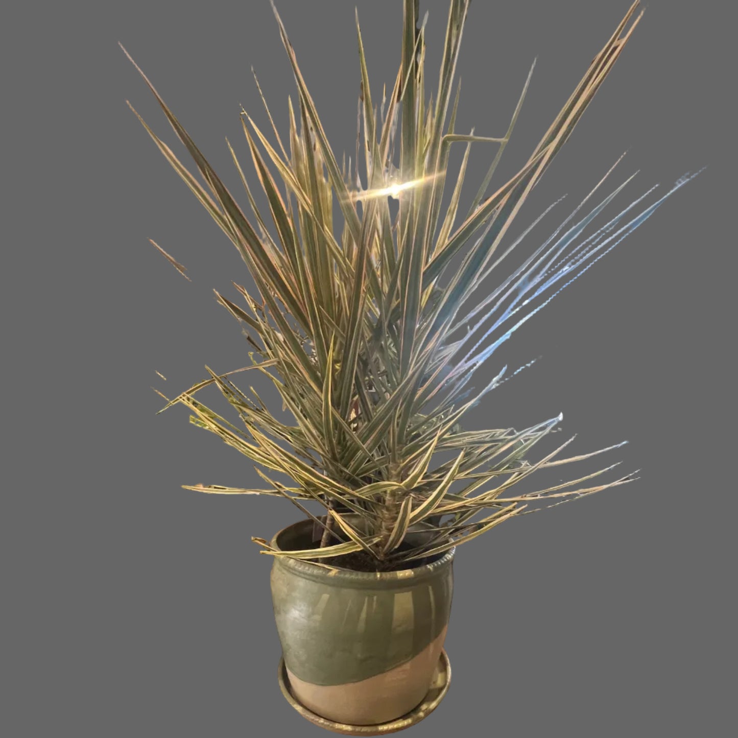 Potted plant 