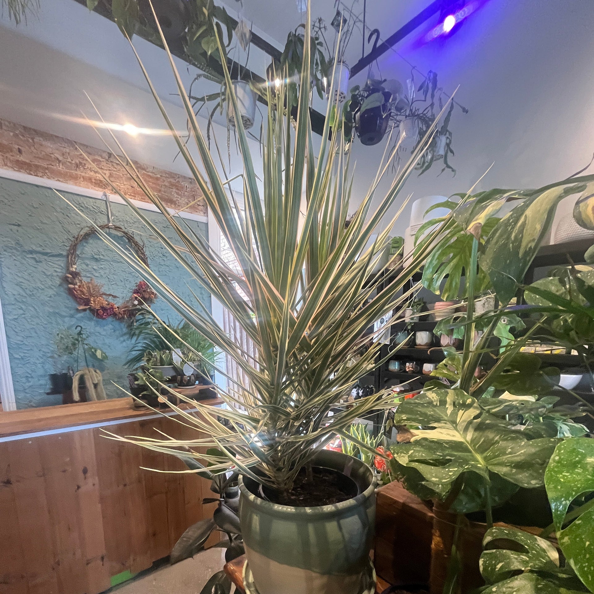 Madagascan Dragon Tree