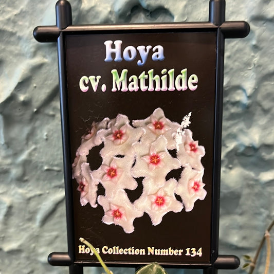 Hoya cv. Mathilde c.134