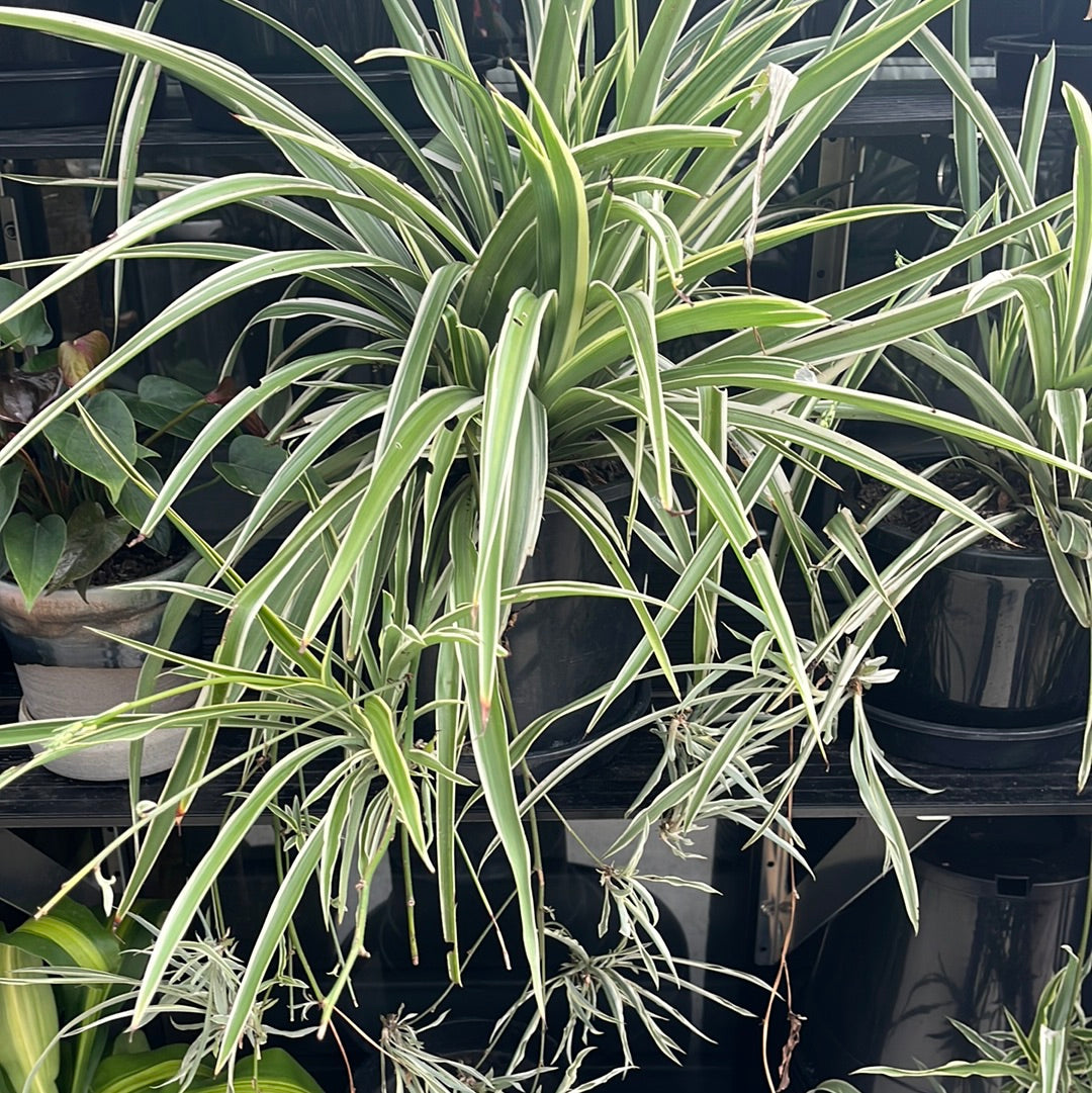 Spider Plant (Chlorophytum comosum)