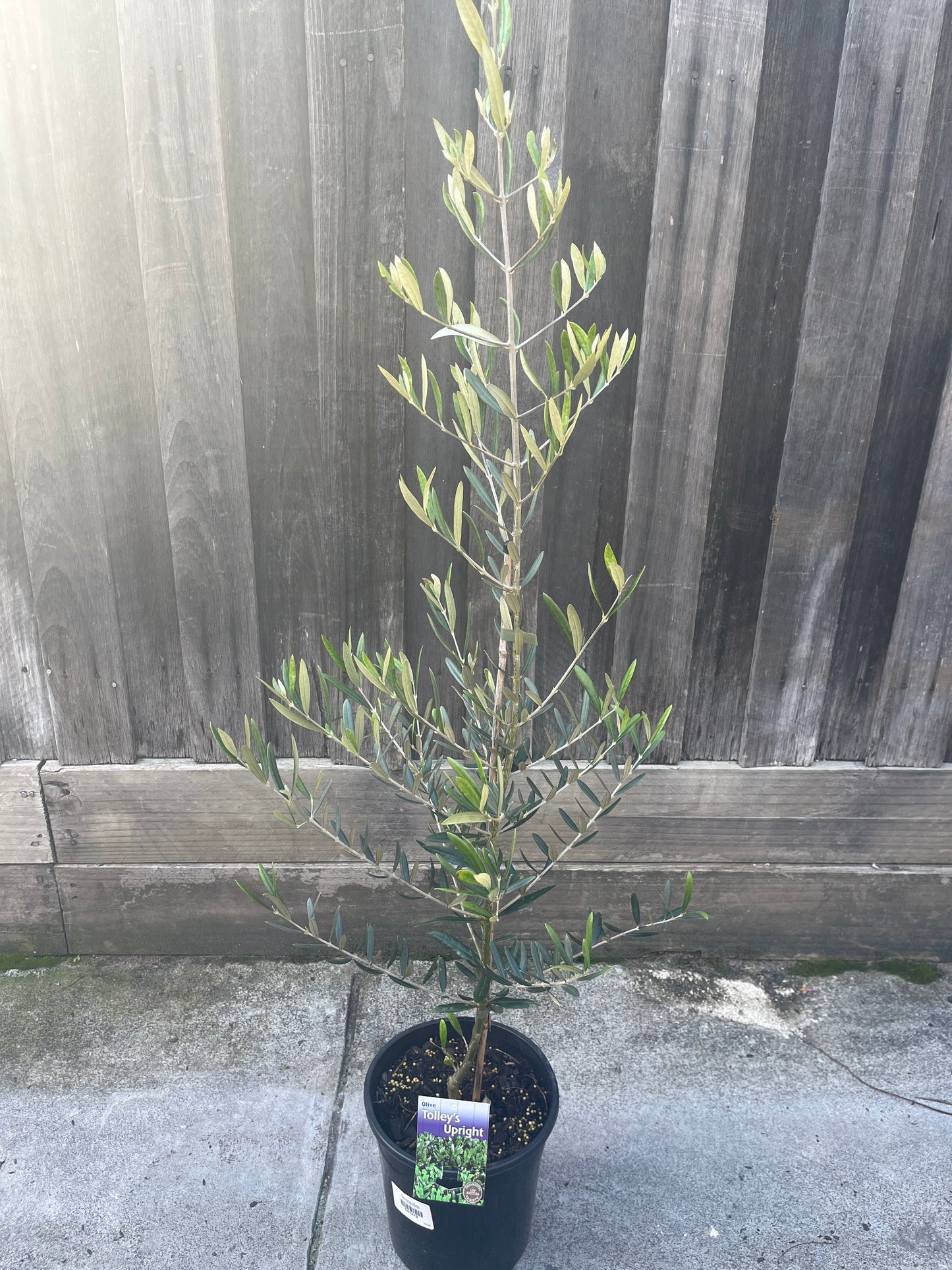 Olive tree - Tolley’s Upright