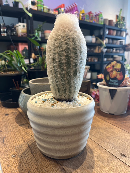 Cactus plant in a pot on a wooden surface with a blurred store background