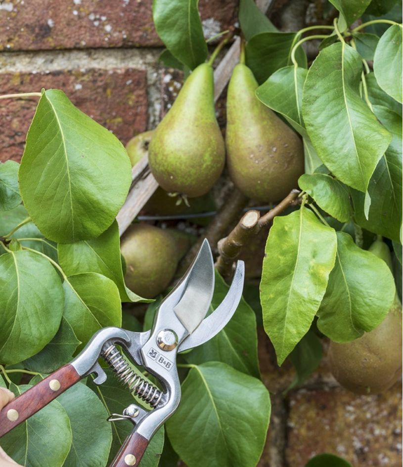Gardening shears on a pear tree with ripe pears and green leaves.
