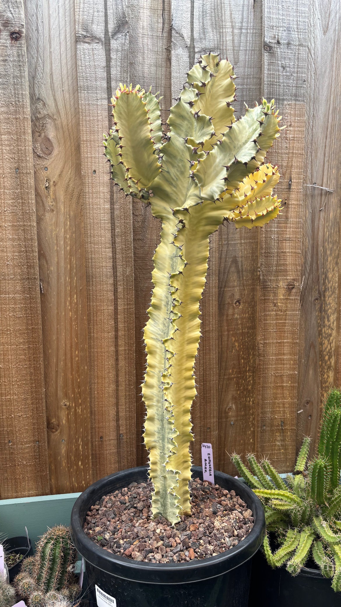 Tall varigated cactus plant in a pot against a wooden fence background
