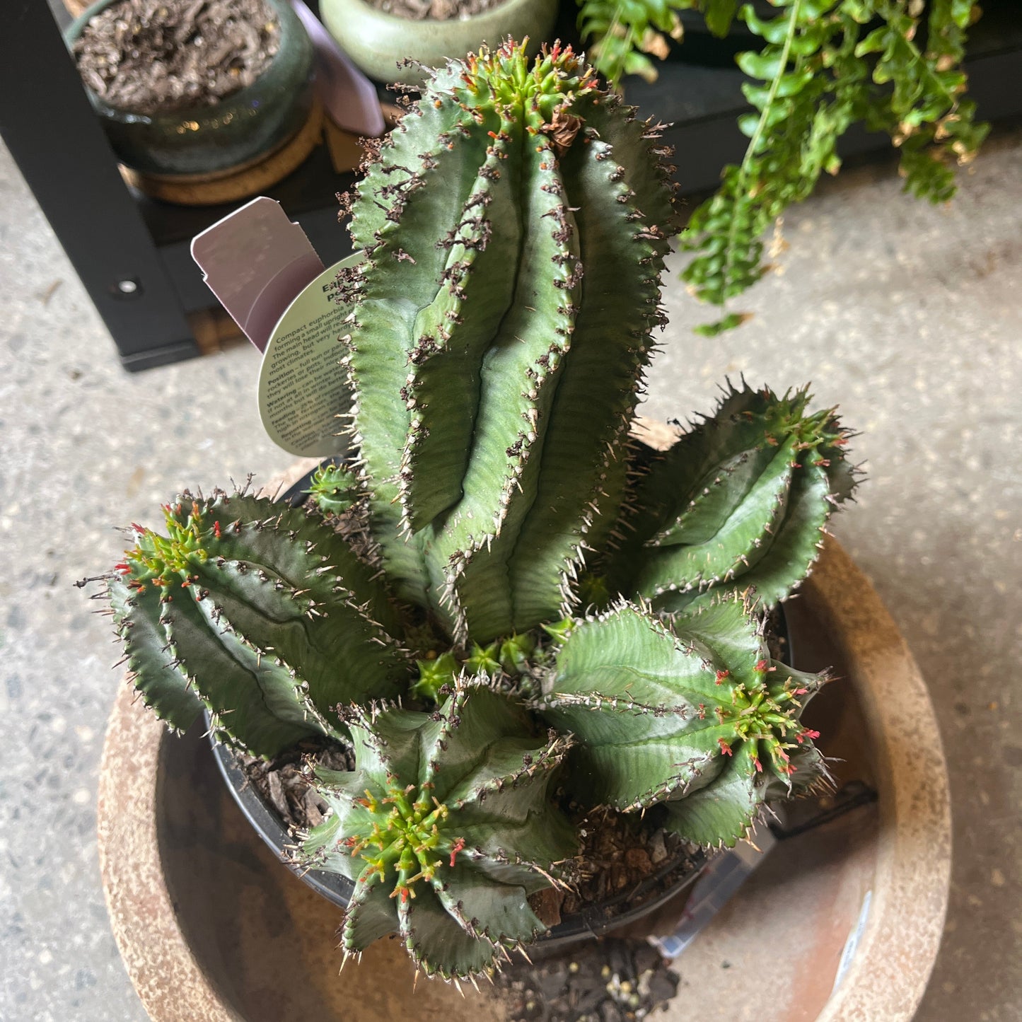 Euphorbia polygona