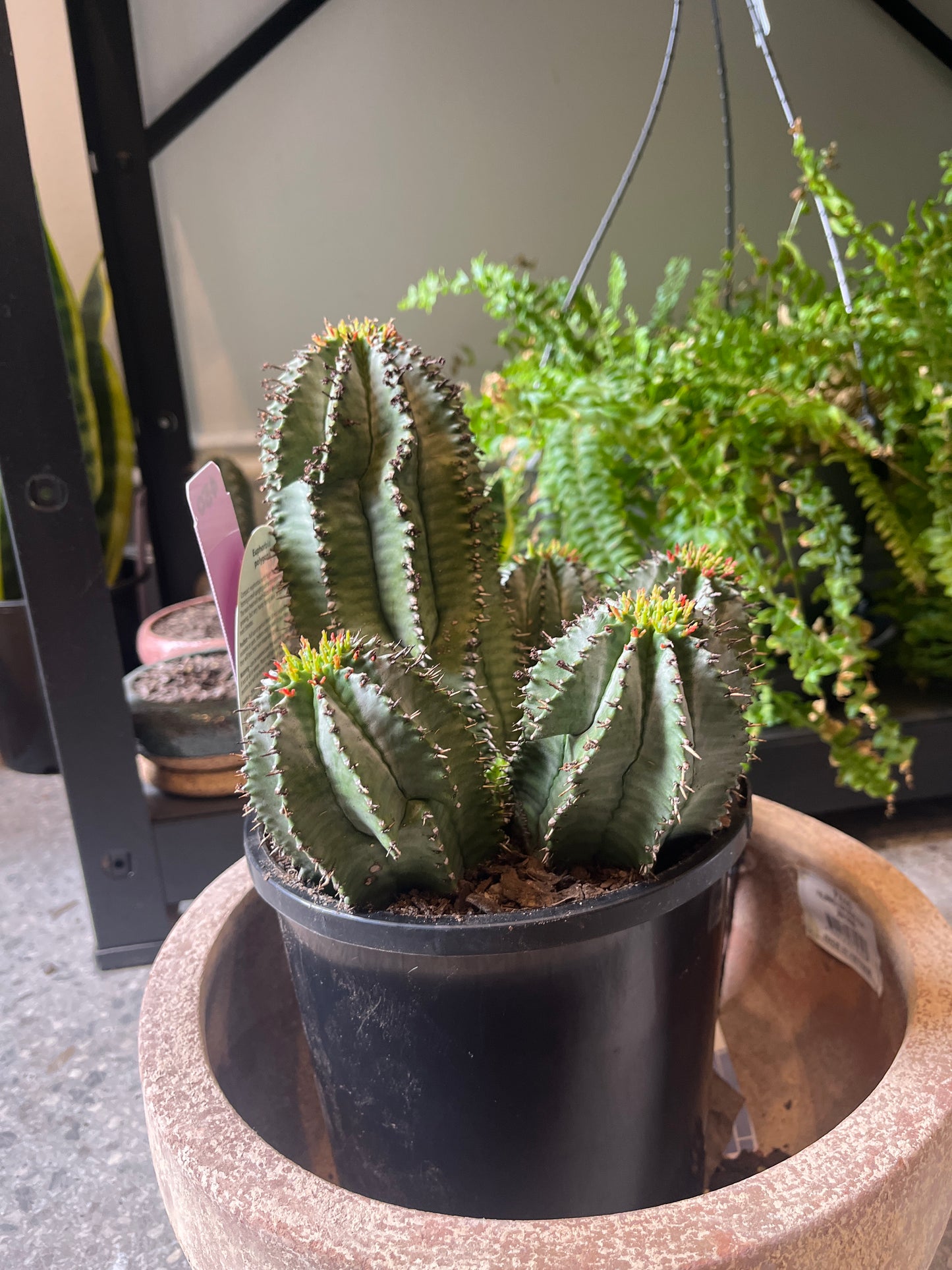Euphorbia polygona