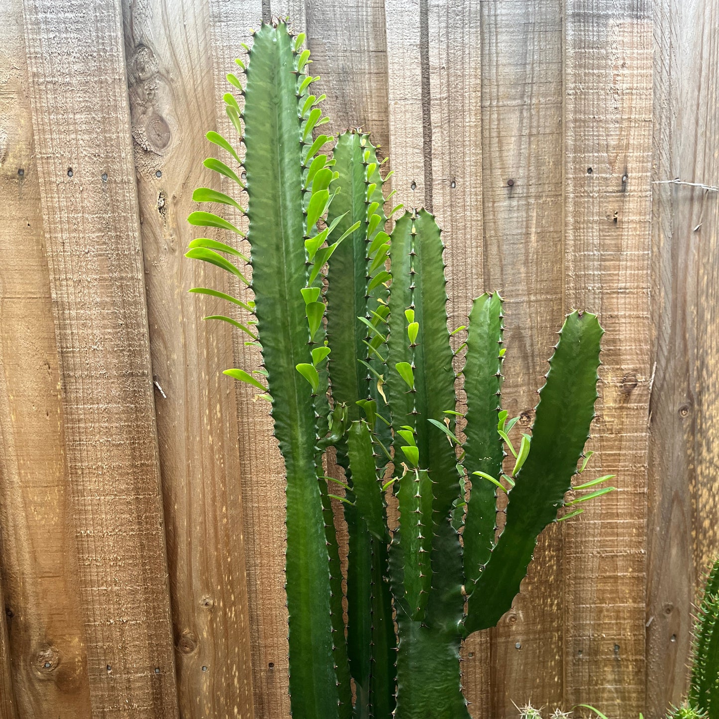 Euphorbia trigona — African Milk Tree