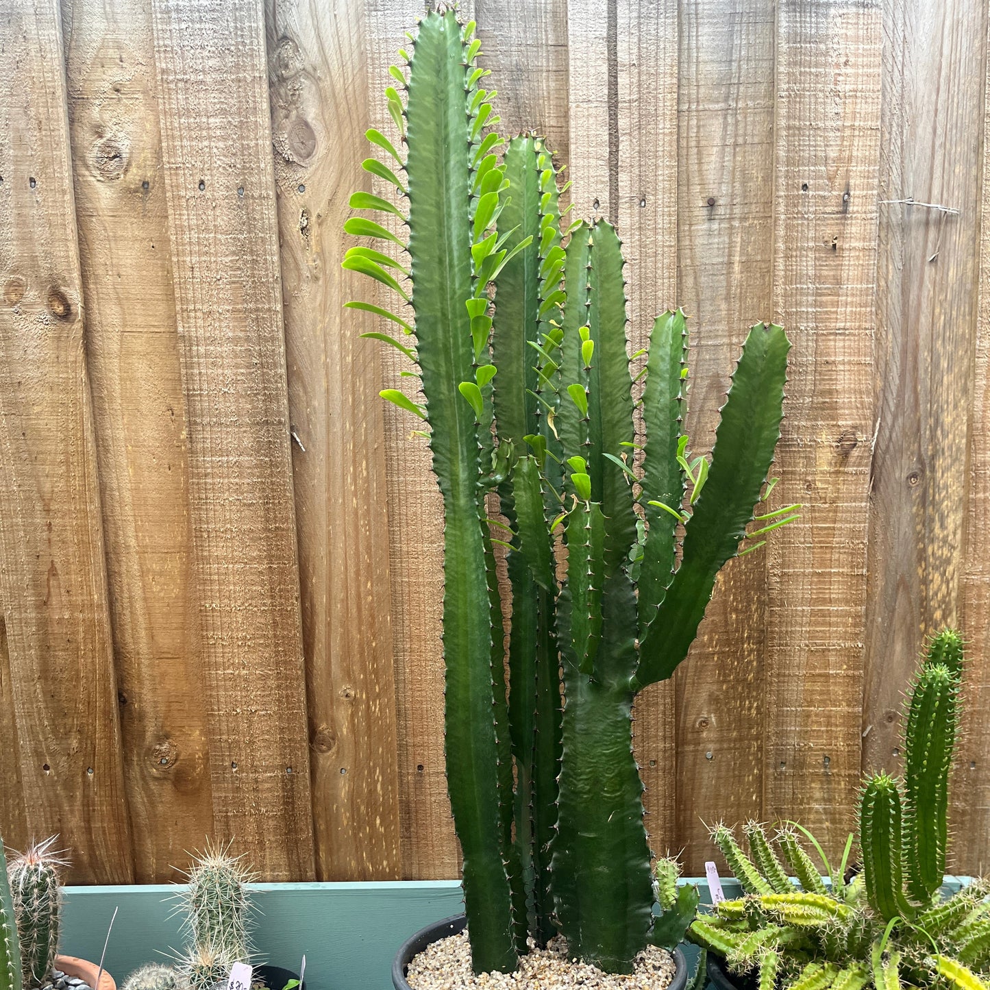 Euphorbia trigona — African Milk Tree