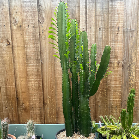 Euphorbia trigona — African Milk Tree