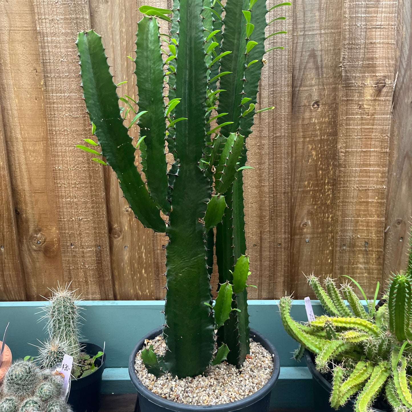 Euphorbia trigona — African Milk Tree