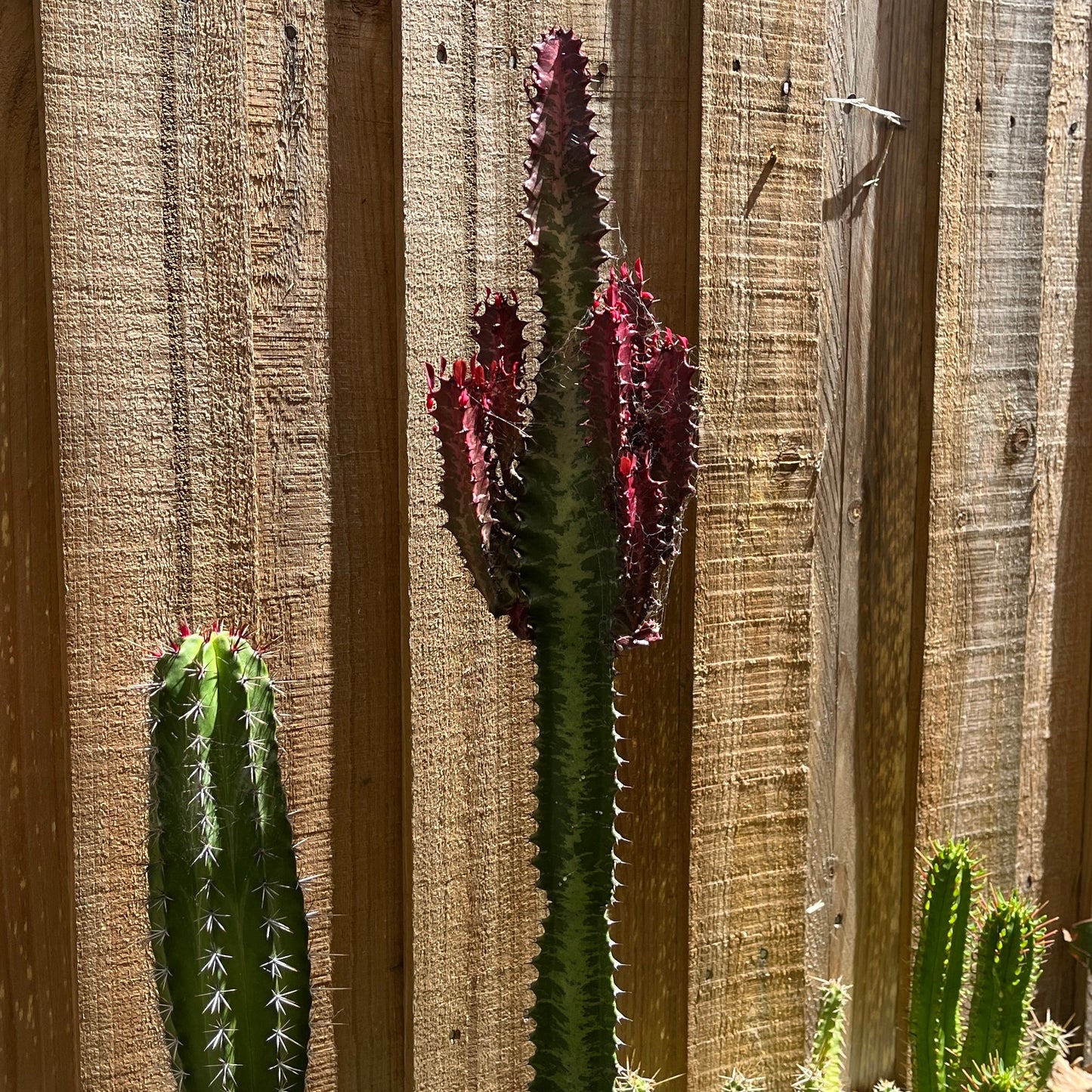 Euphorbia trigona 'red'