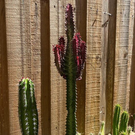 Euphorbia trigona 'red'