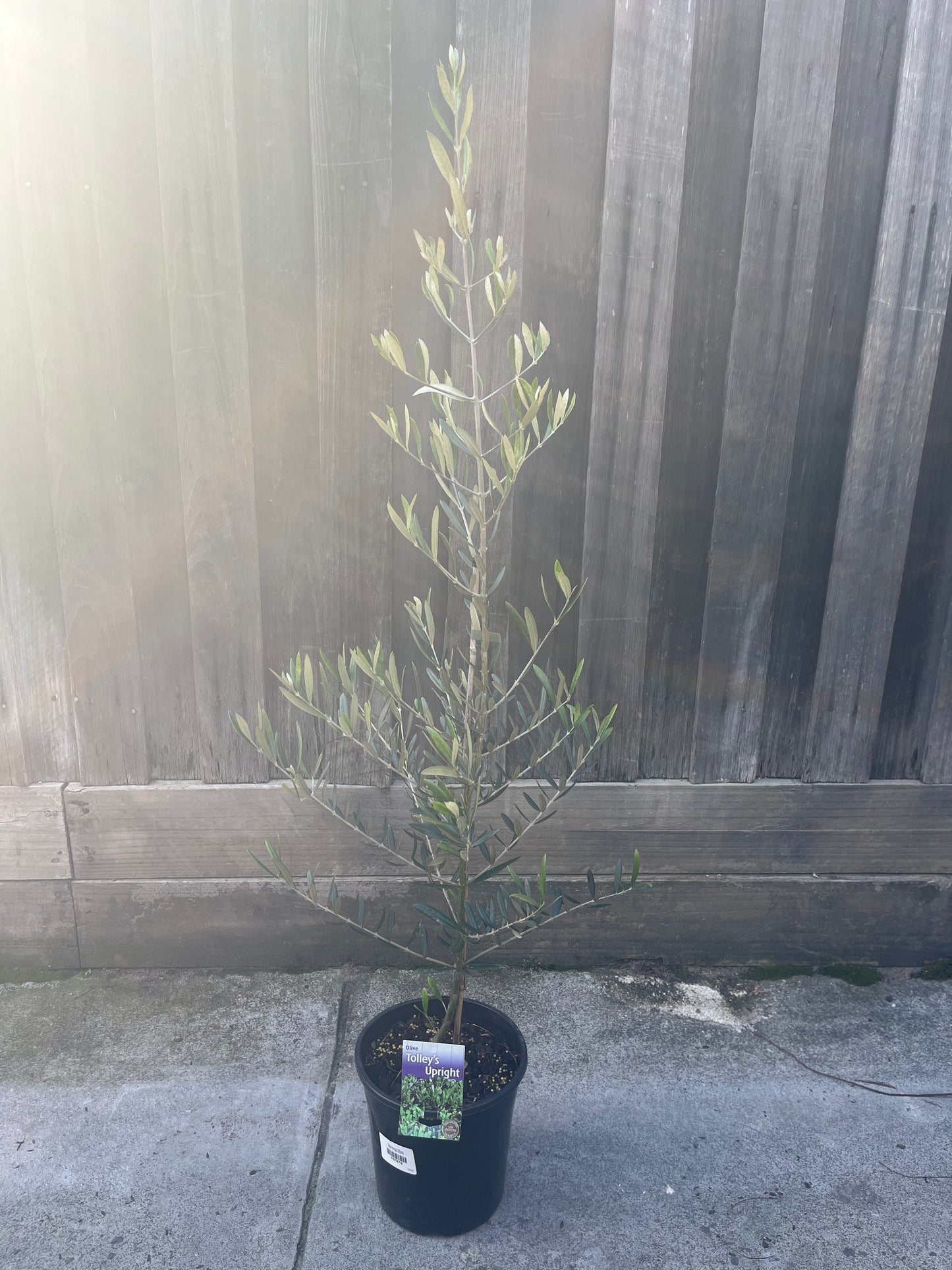 Olive tree - Tolley’s Upright