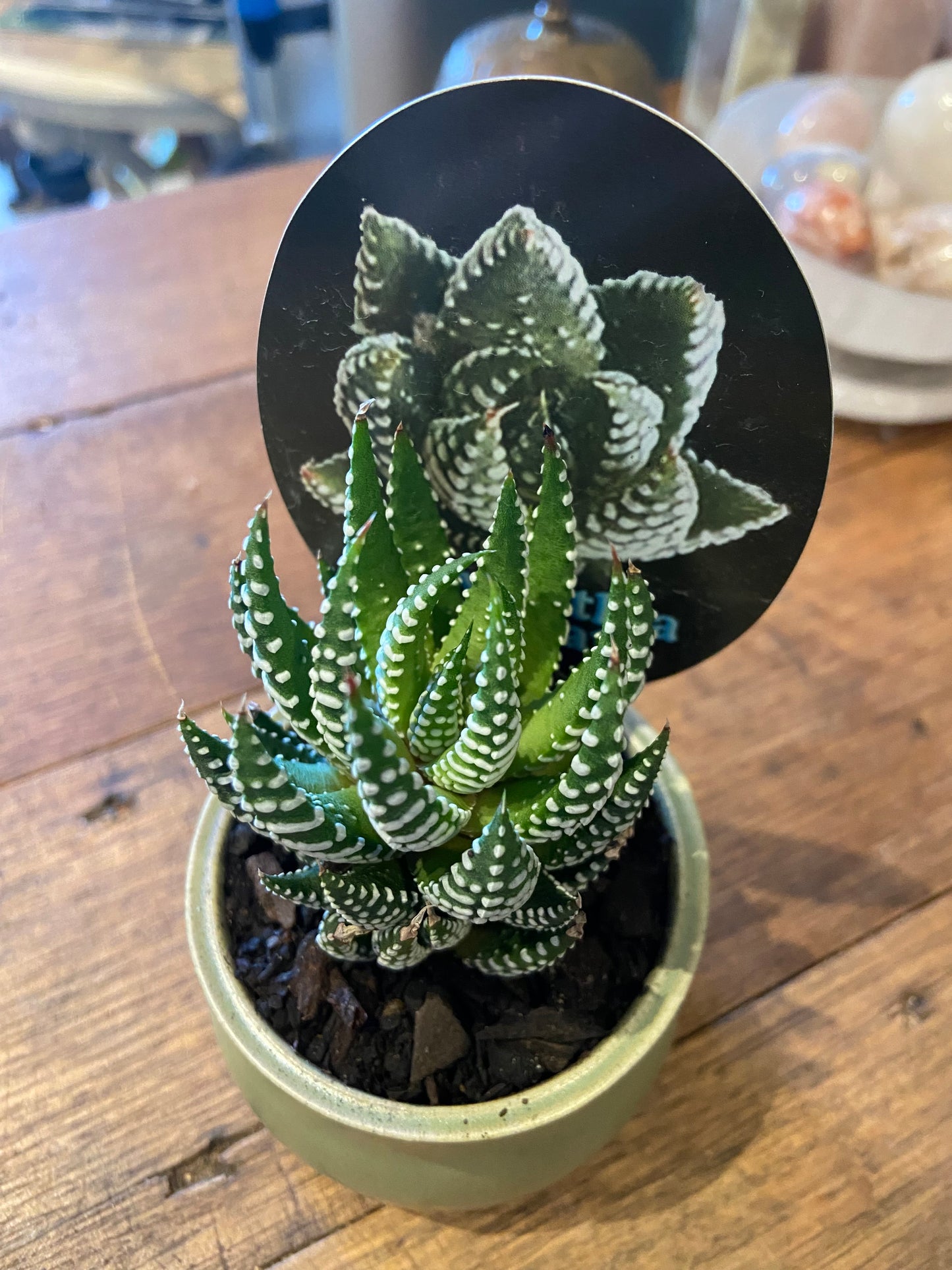 Haworthia In ToNIC Planter