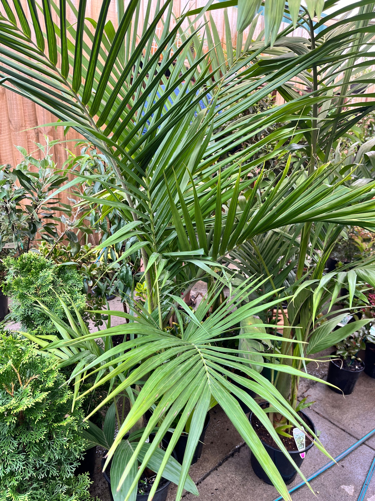 Bangalow Palm (Archontophoenix cunninghamiana)