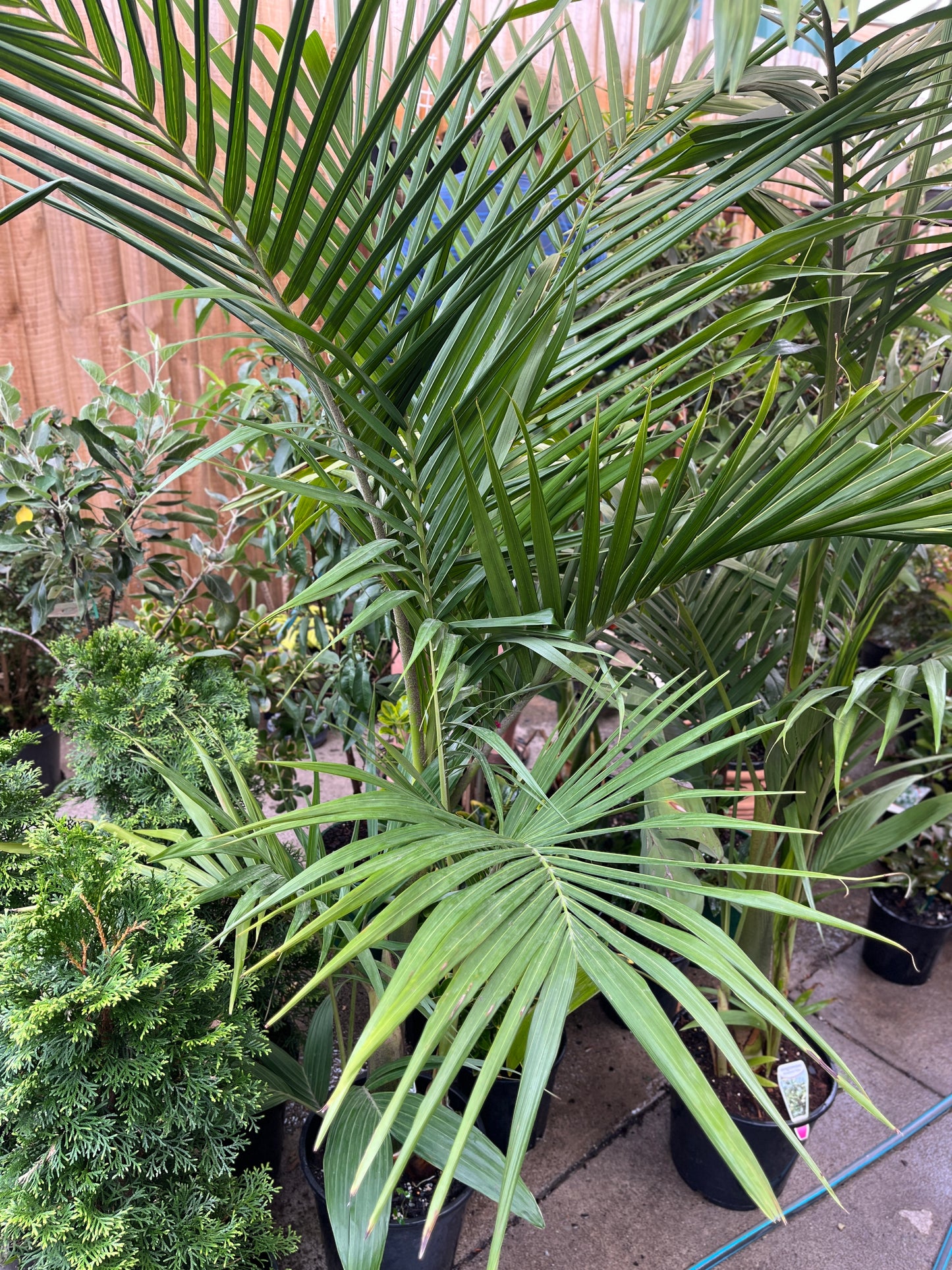 Bangalow Palm (Archontophoenix cunninghamiana)