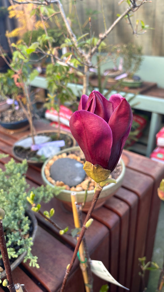 Magnolia lillifolia ‘Nigra’