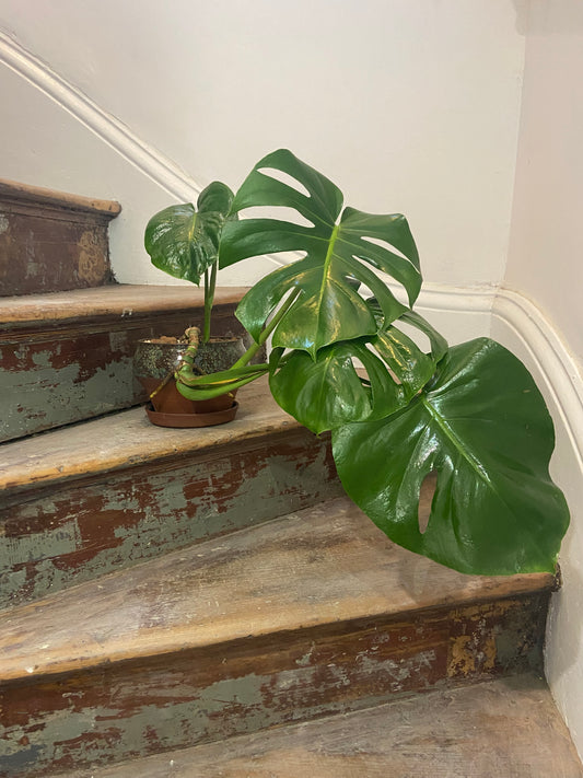 Monstera In 17cm TONiC Ceramics Planter