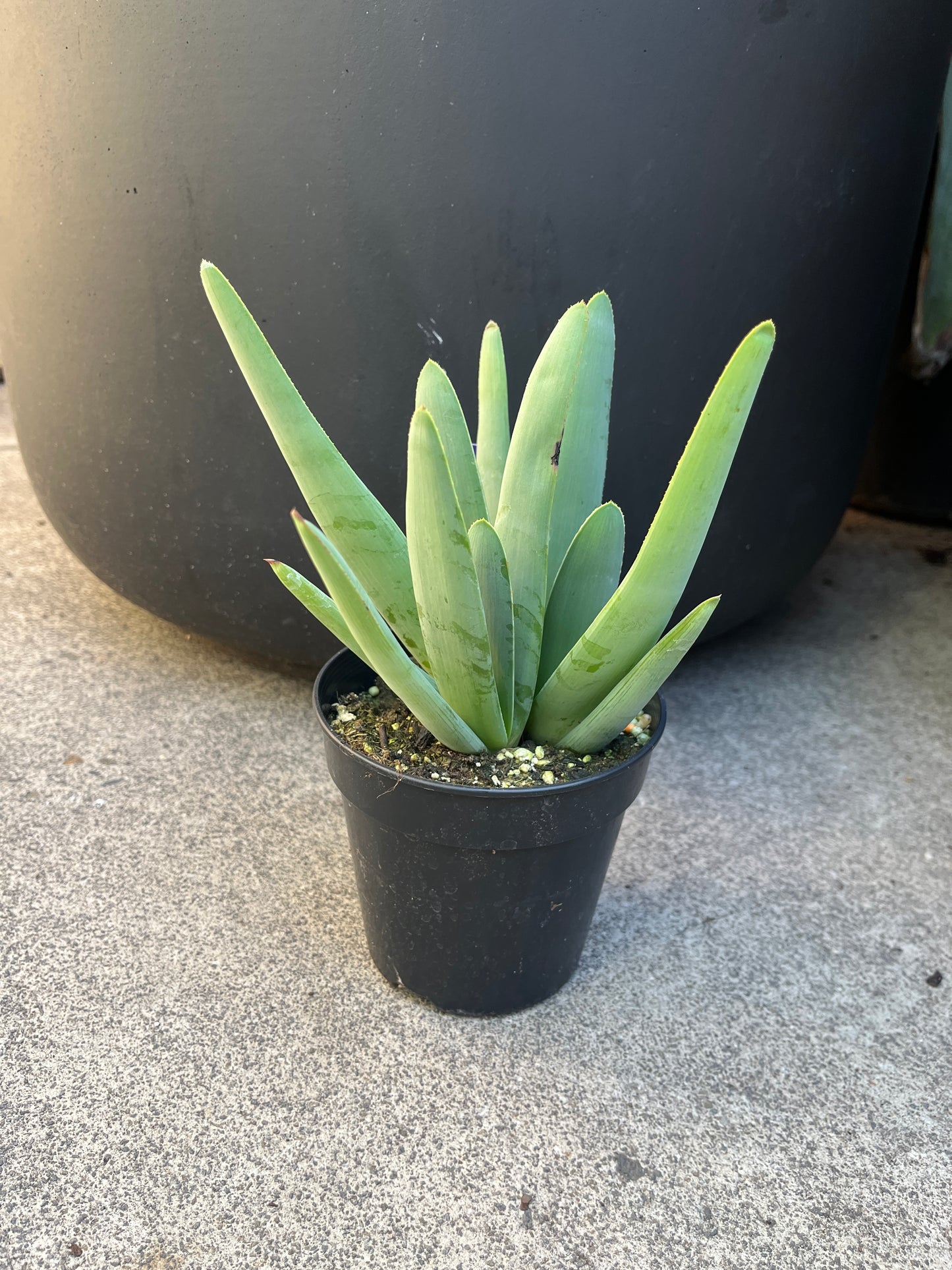 Small potted plant on a concrete surface