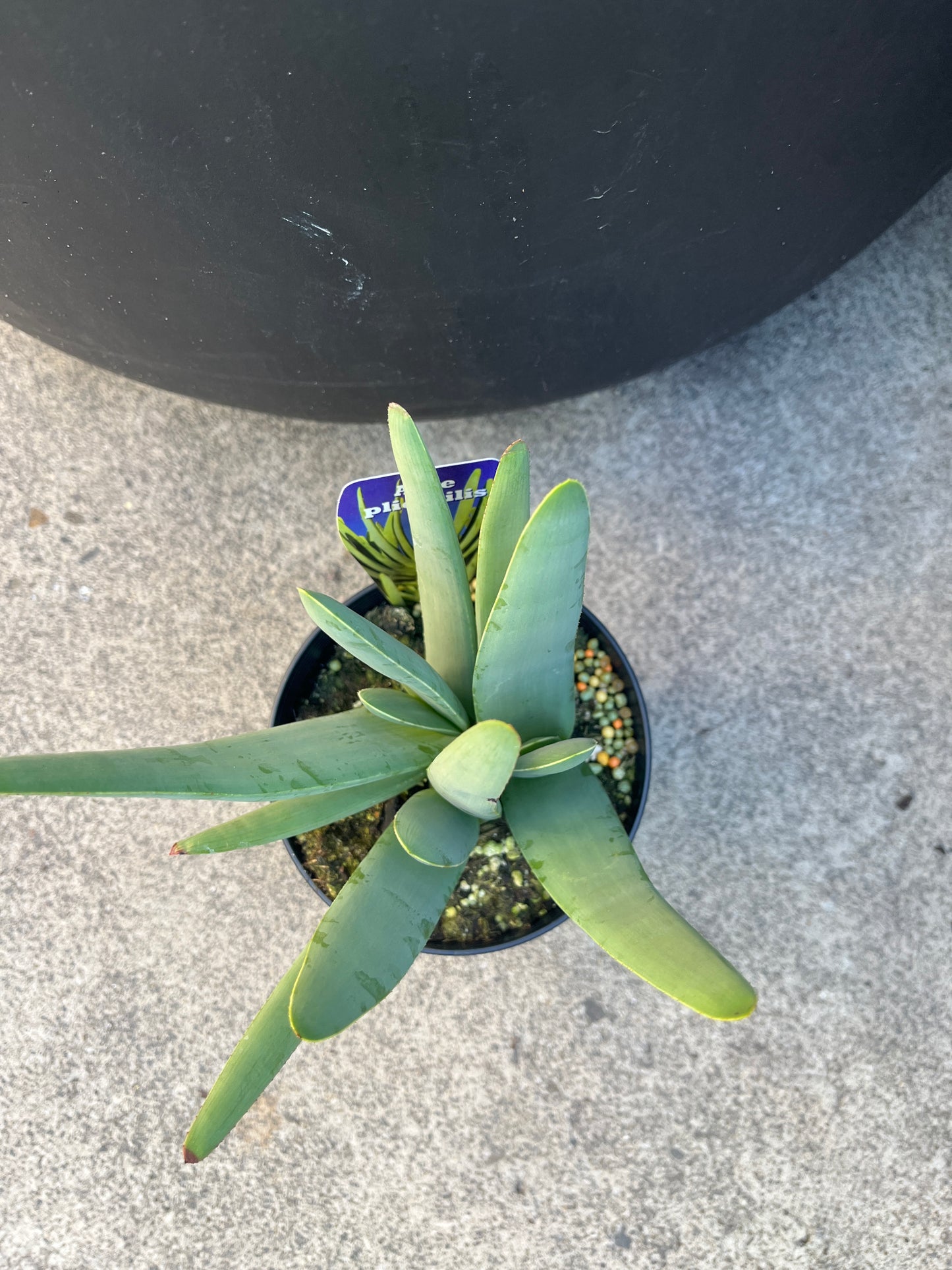 Potted aloe vera plant on a concrete surface with a black pot in the background.