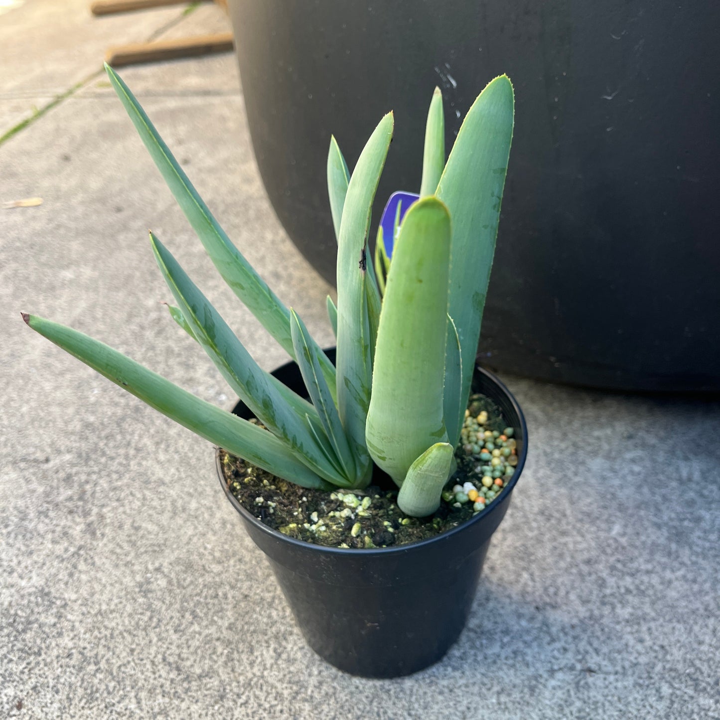 Fan aloe (Aloe plicatillis)