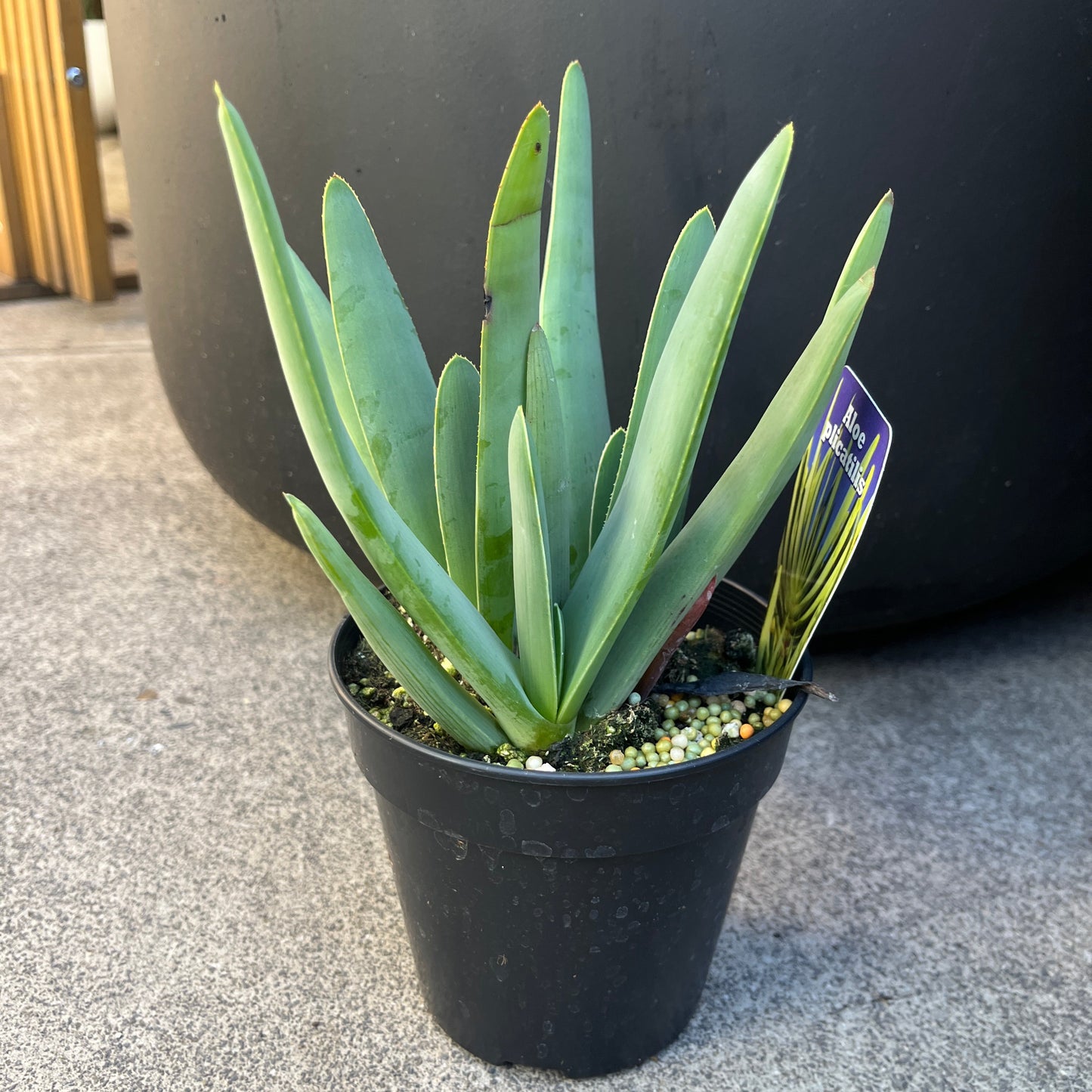 Potted plant with a tag on a concrete surface
