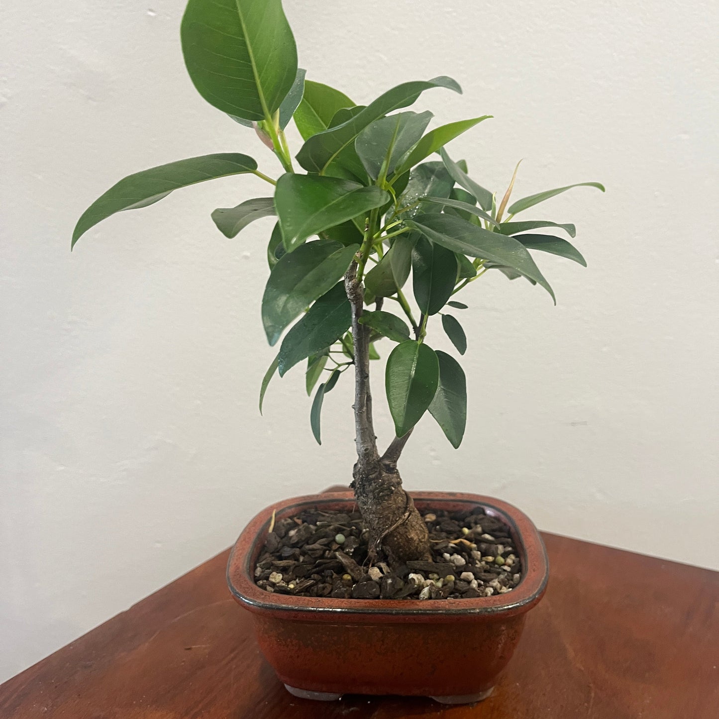 Bonsai - Ficus Microcarpa (Chinese Banyan)