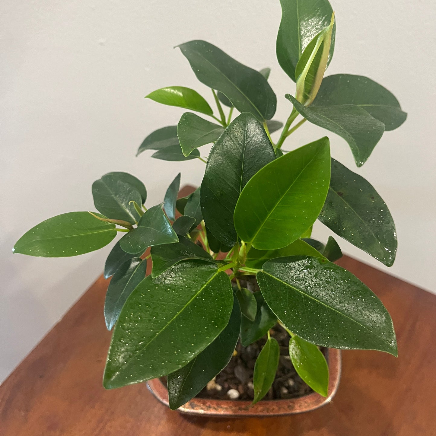 Bonsai - Ficus Microcarpa (Chinese Banyan)