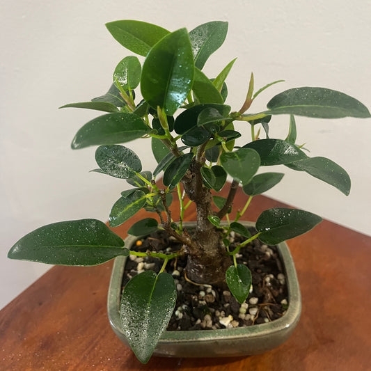 Small potted plant on a wooden surface with a white wall background